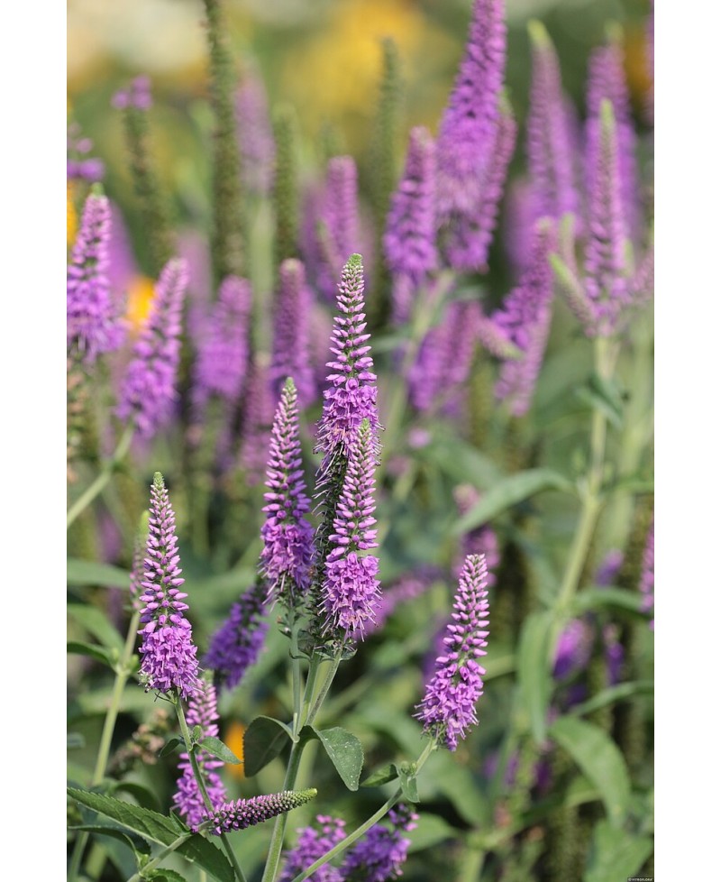Przetacznik długolistny 'First Match' Veronica longifolia