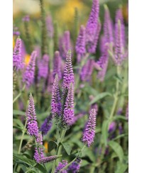 Przetacznik długolistny 'First Match' Veronica longifolia