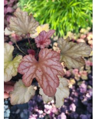 Heuchera ‘Paprika’ – żurawka o intensywnie pomarańczowych liściach | Lavender Byliny