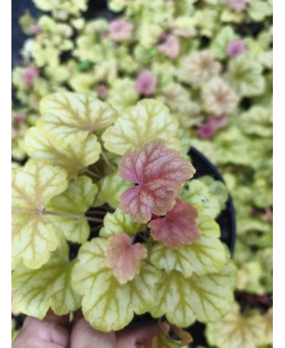 Heuchera ‘Champagne’ – elegancka żurawka o zmiennym kolorze | Lavender Byliny