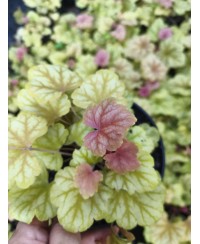 Heuchera ‘Champagne’ – elegancka żurawka o zmiennym kolorze | Lavender Byliny