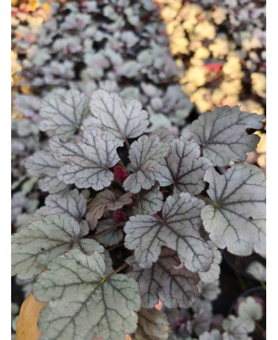Heuchera ‘Dolce Silver Gumdrop’ – kompaktowa żurawka o srebrnych liściach i różowych kwiatach | Lavender Byliny