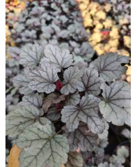 Heuchera ‘Dolce Silver Gumdrop’ – kompaktowa żurawka o srebrnych liściach i różowych kwiatach | Lavender Byliny