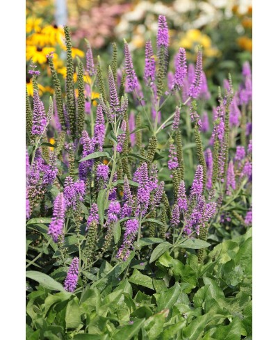 Przetacznik długolistny 'First Match' Veronica longifolia