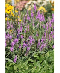 Przetacznik długolistny 'First Match' Veronica longifolia