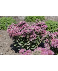Rozchodnik 'Carl' Sedum