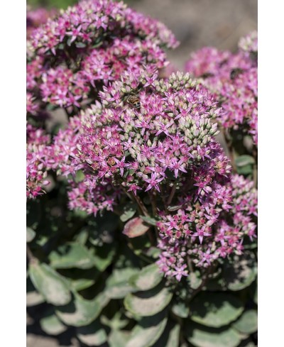 Rozchodnik 'Carl' Sedum