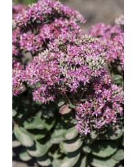 Rozchodnik 'Carl' Sedum
