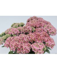 Rozchodnik 'Carl' Sedum