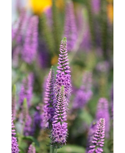 Przetacznik długolistny 'First Match' Veronica longifolia