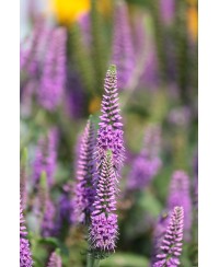Przetacznik długolistny 'First Match' Veronica longifolia