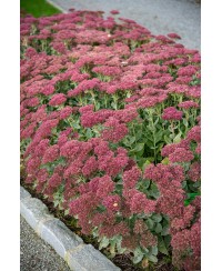 Rozchodnik '‘Herbstfreude’' Sedum