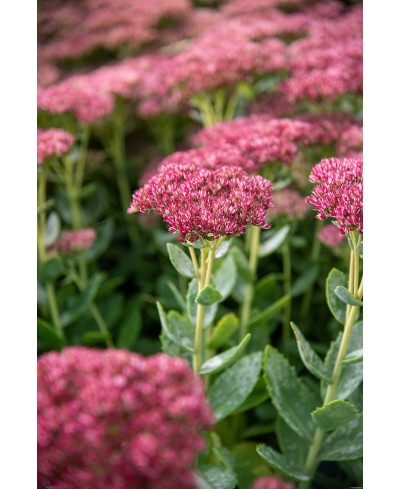 Rozchodnik '‘Herbstfreude’' Sedum