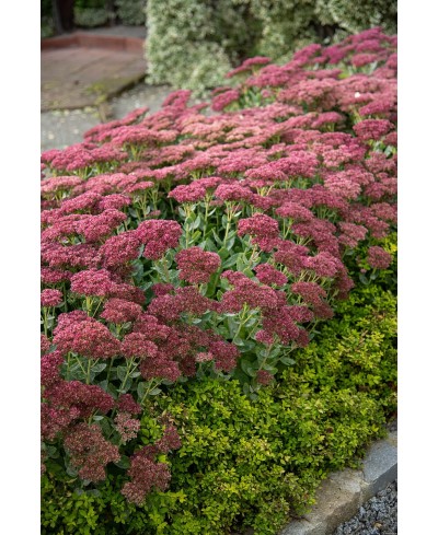 Rozchodnik '‘Herbstfreude’' Sedum
