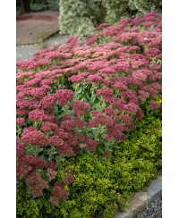 Rozchodnik '‘Herbstfreude’' Sedum