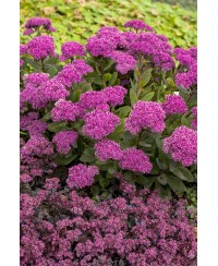 Rozchodnik 'Mr. Goodbud' Sedum