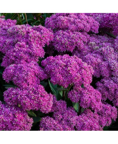 Rozchodnik 'Mr. Goodbud' Sedum