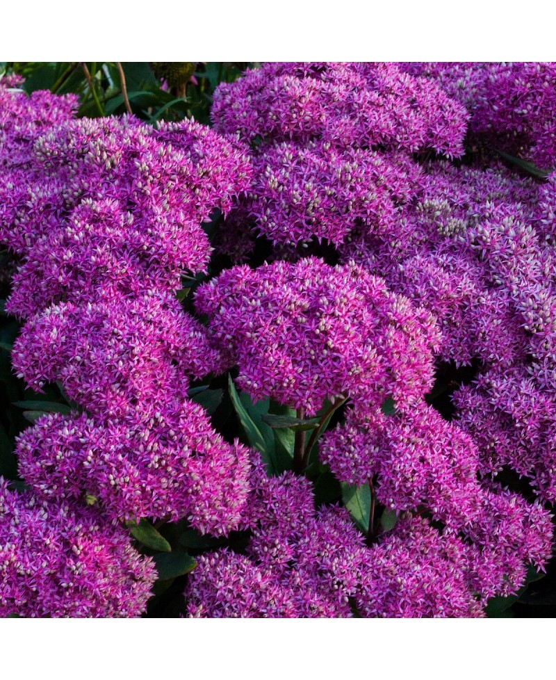 Rozchodnik 'Mr. Goodbud' Sedum