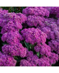Rozchodnik 'Mr. Goodbud' Sedum