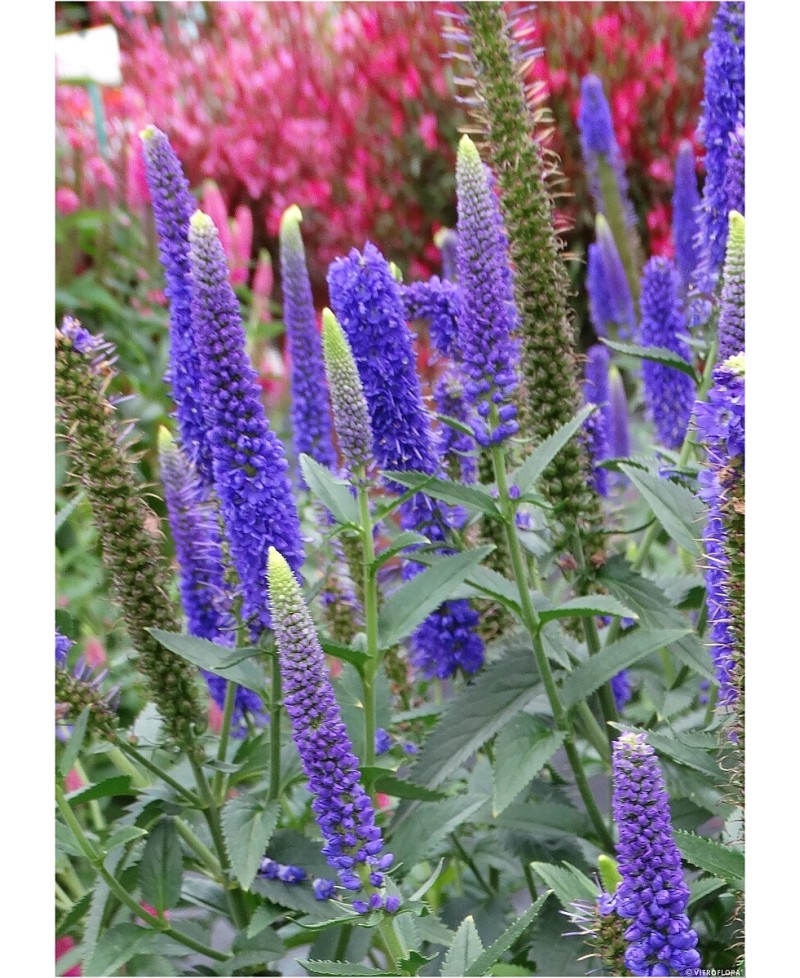 Przetacznik długolistny 'First Glory' Veronica longifolia