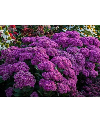 Rozchodnik 'Mr. Goodbud' – Gigantyczne Różowe Kwiaty | Lavender-Byliny
