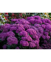 Rozchodnik 'Mr. Goodbud' – Gigantyczne Różowe Kwiaty | Lavender-Byliny