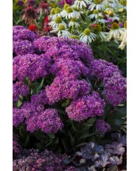 Rozchodnik 'Mr. Goodbud' – Gigantyczne Różowe Kwiaty | Lavender-Byliny