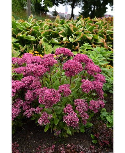 Rozchodnik 'Mr. Goodbud' Sedum