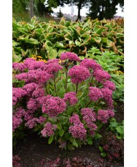 Rozchodnik 'Mr. Goodbud' Sedum