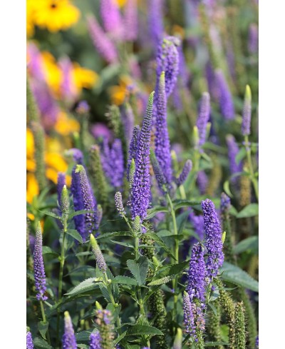 Przetacznik długolistny 'First Glory' Veronica longifolia