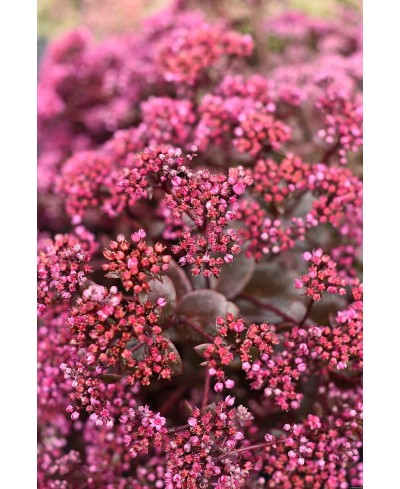 Rozchodnik 'SunSparkler Cherry Tart' Sedum hybrida