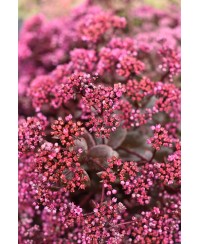Rozchodnik 'SunSparkler Cherry Tart' Sedum hybrida