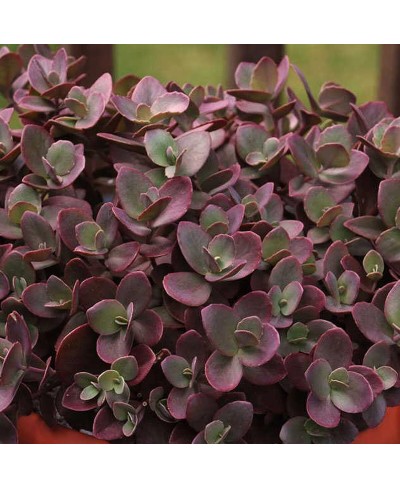 Rozchodnik 'SunSparkler Cherry Tart' Sedum hybrida
