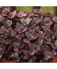 Rozchodnik 'SunSparkler Cherry Tart' Sedum hybrida
