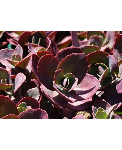 Rozchodnik 'SunSparkler Cherry Tart' Sedum hybrida
