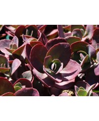 Rozchodnik 'SunSparkler Cherry Tart' Sedum hybrida