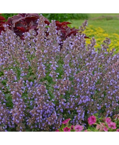 Kocimiętka 'Purrsian Blue' Nepeta
