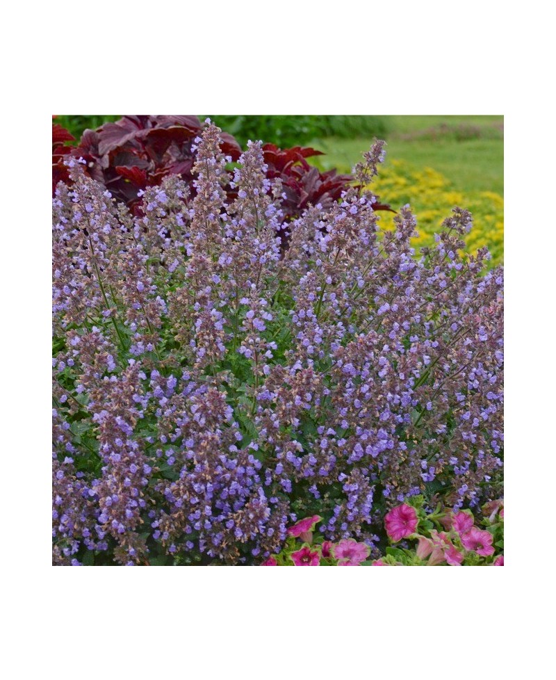 Kocimiętka 'Purrsian Blue' Nepeta