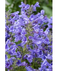 Kocimiętka Blue Planet – bylina niebieska, pachnąca i miododajna | Lavender-byliny.pl