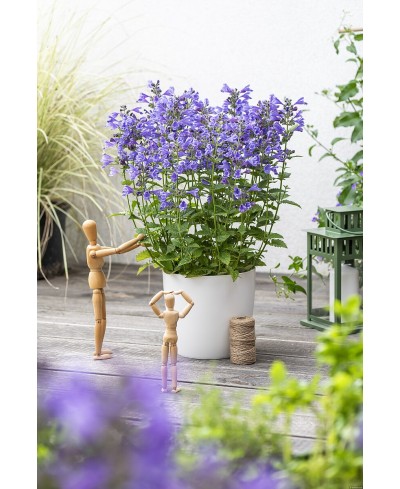 Kocimiętka 'Blue Planet' Nepeta