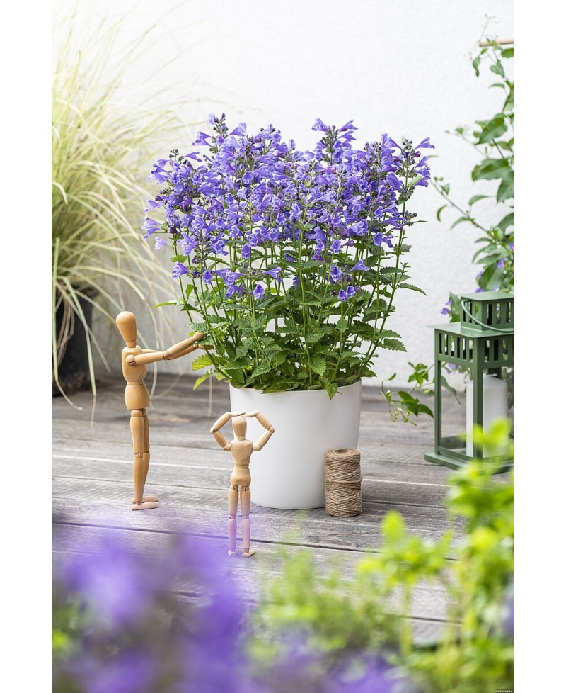 Kocimiętka 'Blue Planet' Nepeta