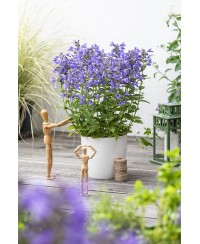 Kocimiętka 'Blue Planet' Nepeta