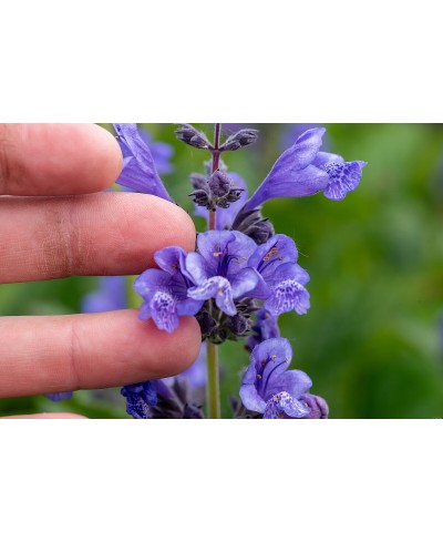 Kocimiętka Blue Planet – bylina niebieska, pachnąca i miododajna | Lavender-byliny.pl