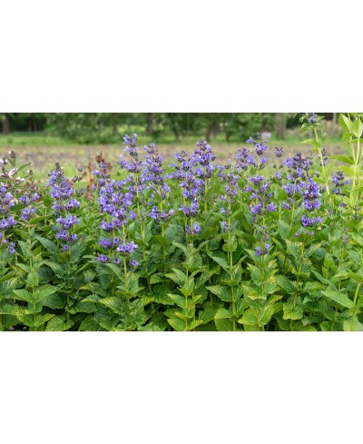 Kocimiętka 'Blue Planet' Nepeta