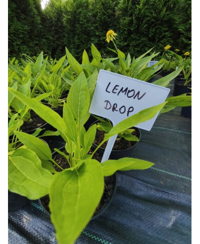 Jeżówka 'Lemon Drop' – Cytrynowe Pompony w Ogrodzie | Lavender-Byliny