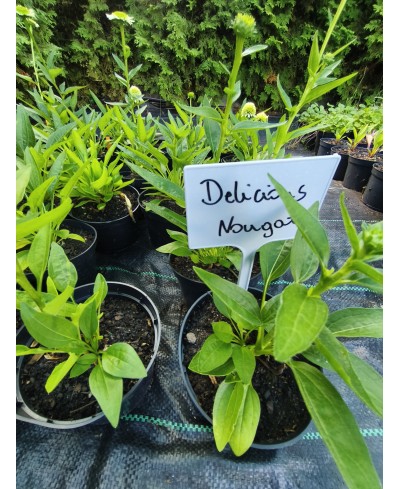 Jeżówka 'Delicious Nougat' – Białe Pompony i Elegancja | Lavender-Byliny