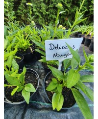 Jeżówka 'Delicious Nougat' – Białe Pompony i Elegancja | Lavender-Byliny