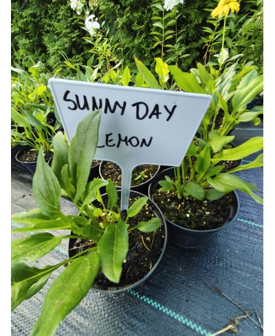 Jeżówka 'Sunny Days Lemon' – Cytrynowe Pompony | Lavender-Byliny