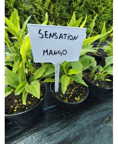 Jeżówka 'Sensation Mango' – Soczysty Odcień Lata | Lavender-Byliny