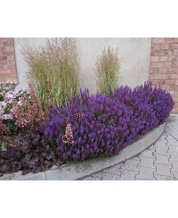Szałwia omszona 'Blue Field' Salvia nemorosa
